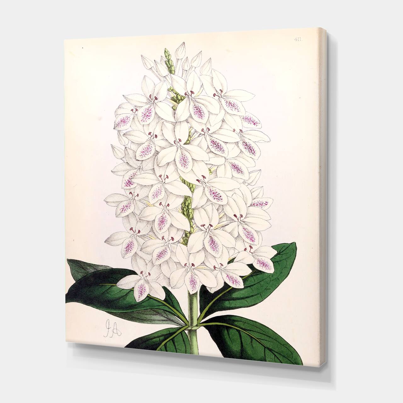 Designart - Vintage White Orchid III - Traditional Canvas Wall Art Print